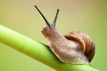 Повільно відкриваються сторінки