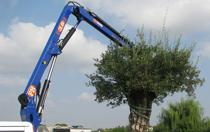 Перевезення дерев в Рівне 